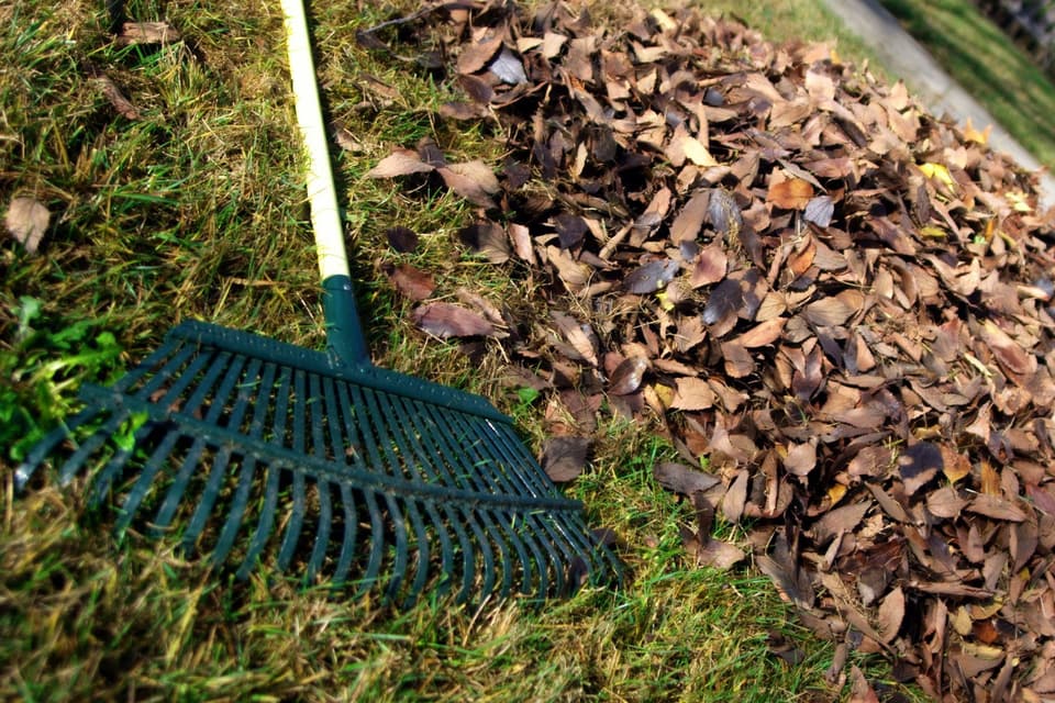 A rake lying on a lawn beside a long pile of raked brown leaves.