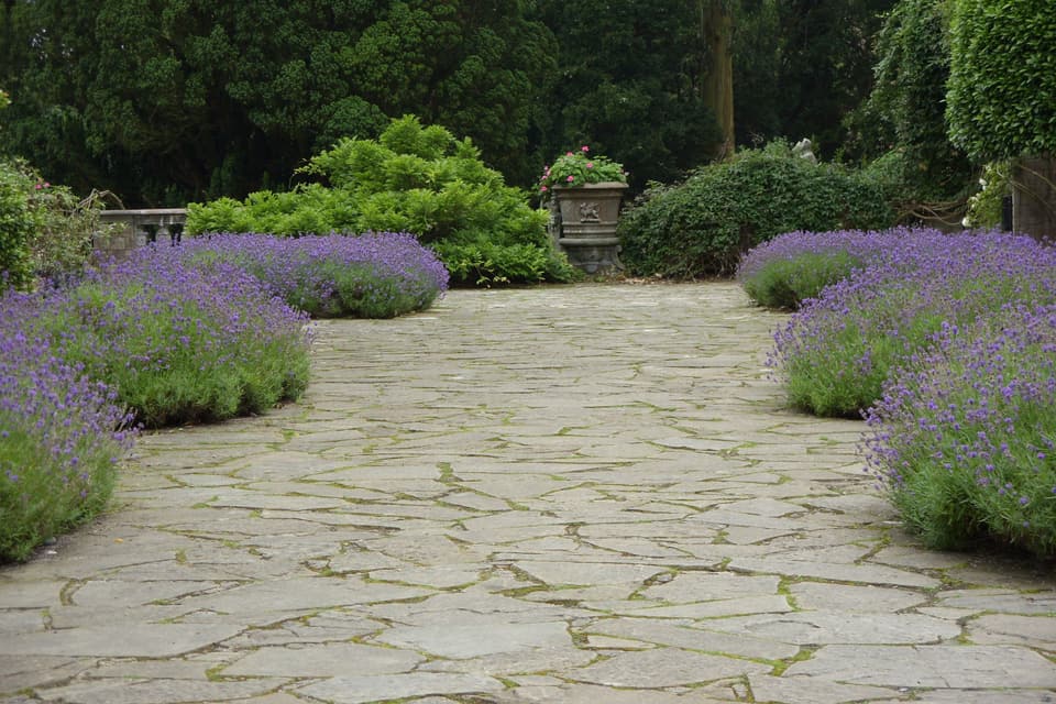 A wide flagstone patio with lavender spilling over both edges and clipped shrubs behind.