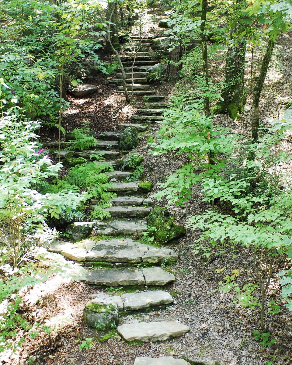 Flat stone steps climbing a wooded slope between ferns and low planting.