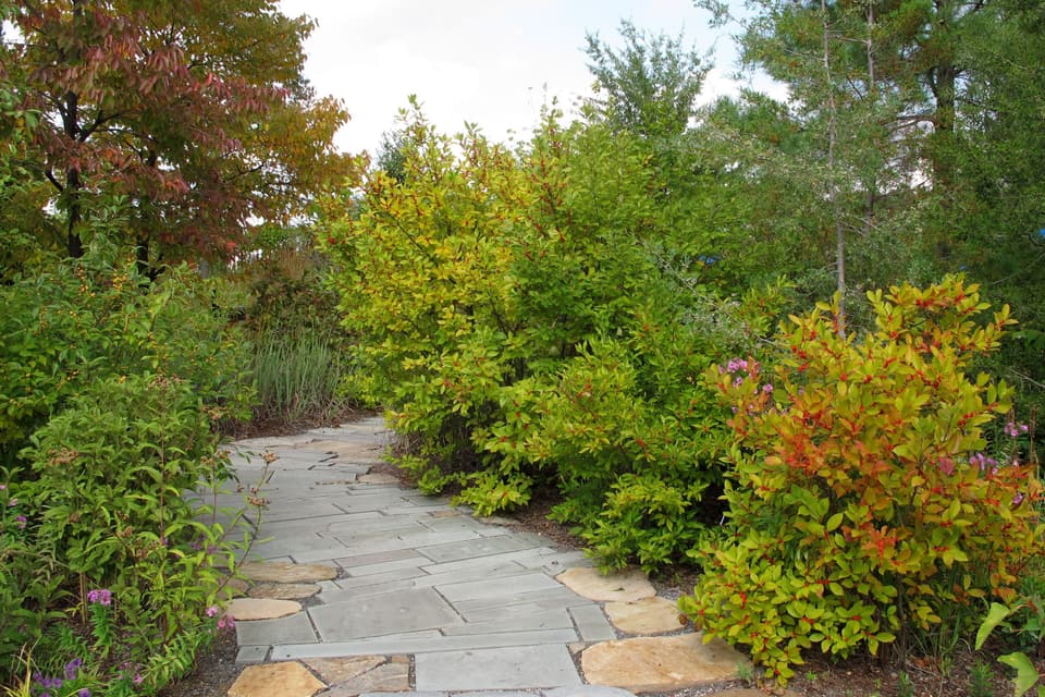 A flagstone walk curving between planted beds turning to their autumn colour.